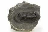 Detailed Morocops Trilobite - Morocco #325994-2